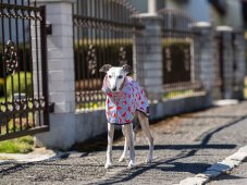 MELON SPLASH RAINCOAT – lehká softshellová pláštěnka pro psy