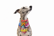 Šátek pro psa GRAFFITI