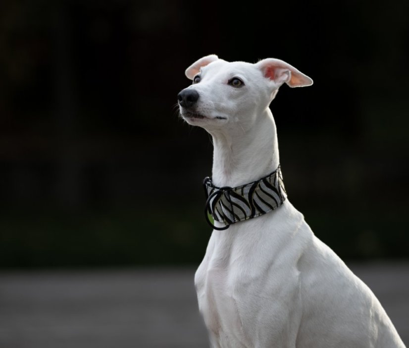 Brokátový luxusný obojok