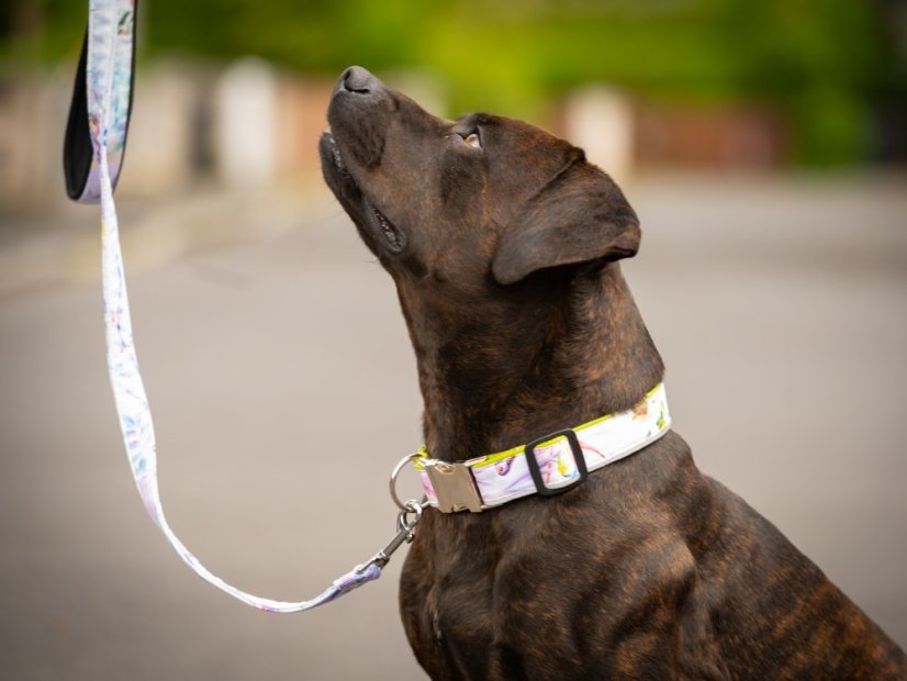 LIMITED EDITION – Waterproof Dog Collar & Leash Set with Reflective Strip