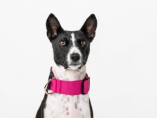 ROSE Waterproof Collar – obojok so sponou
