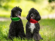 Semi-retractable STRAS COLOR collar lined with soft fleece GREEN